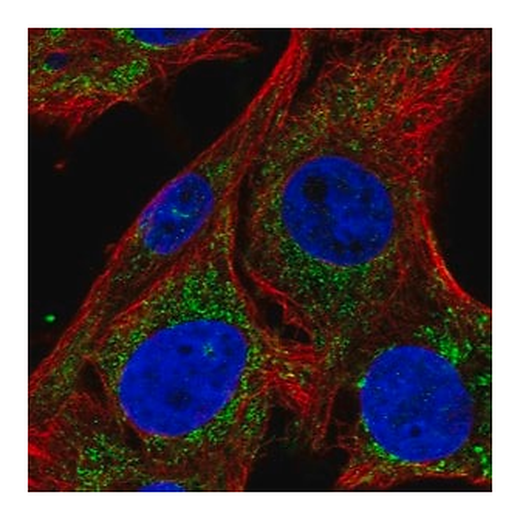 Merck Anti-SLC25A34 antibody produced in rabbit