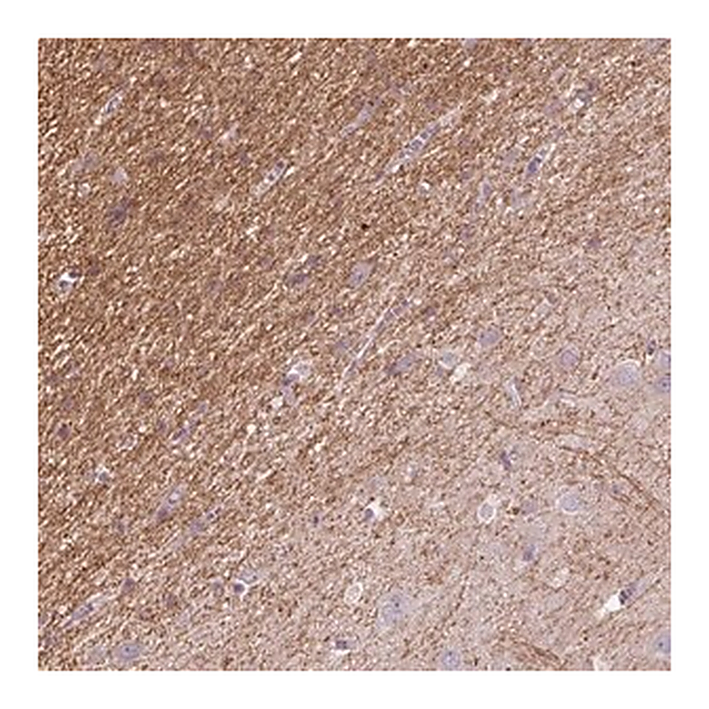 Merck Anti-KCNIP3 antibody produced in rabbit
