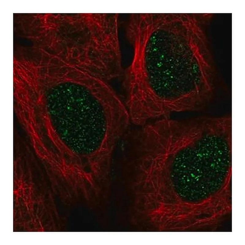 Merck Anti-EN2 antibody produced in rabbit