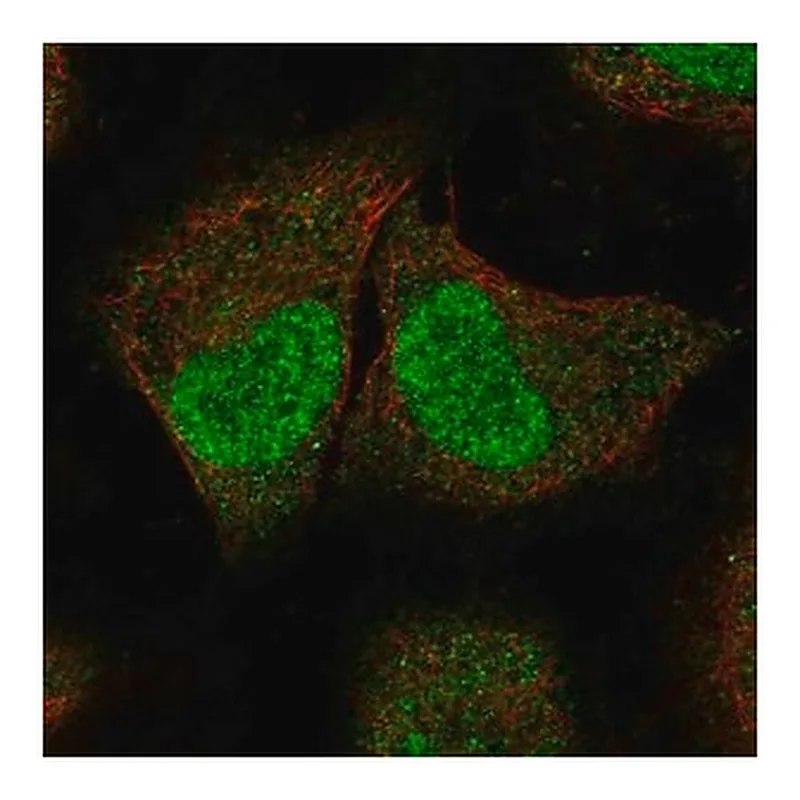Merck Anti-SPIN2A antibody produced in rabbit