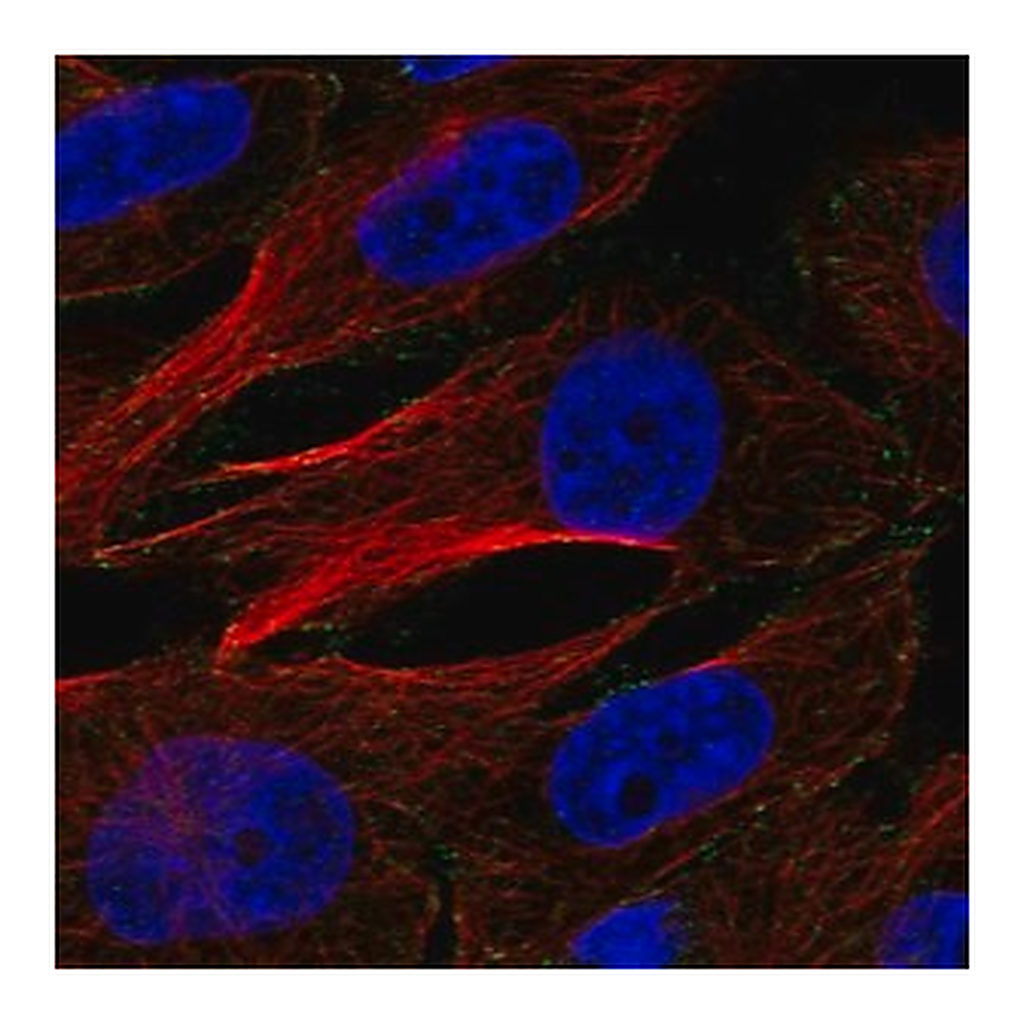 Merck Anti-AP2M1 antibody produced in rabbit