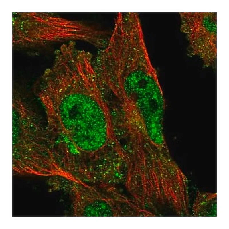 Merck Anti-SACM1L antibody produced in rabbit