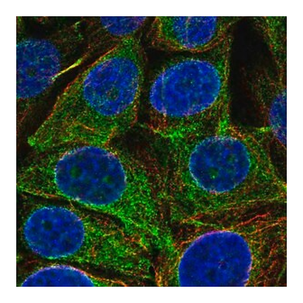 Merck Anti-REEP5 antibody produced in rabbit