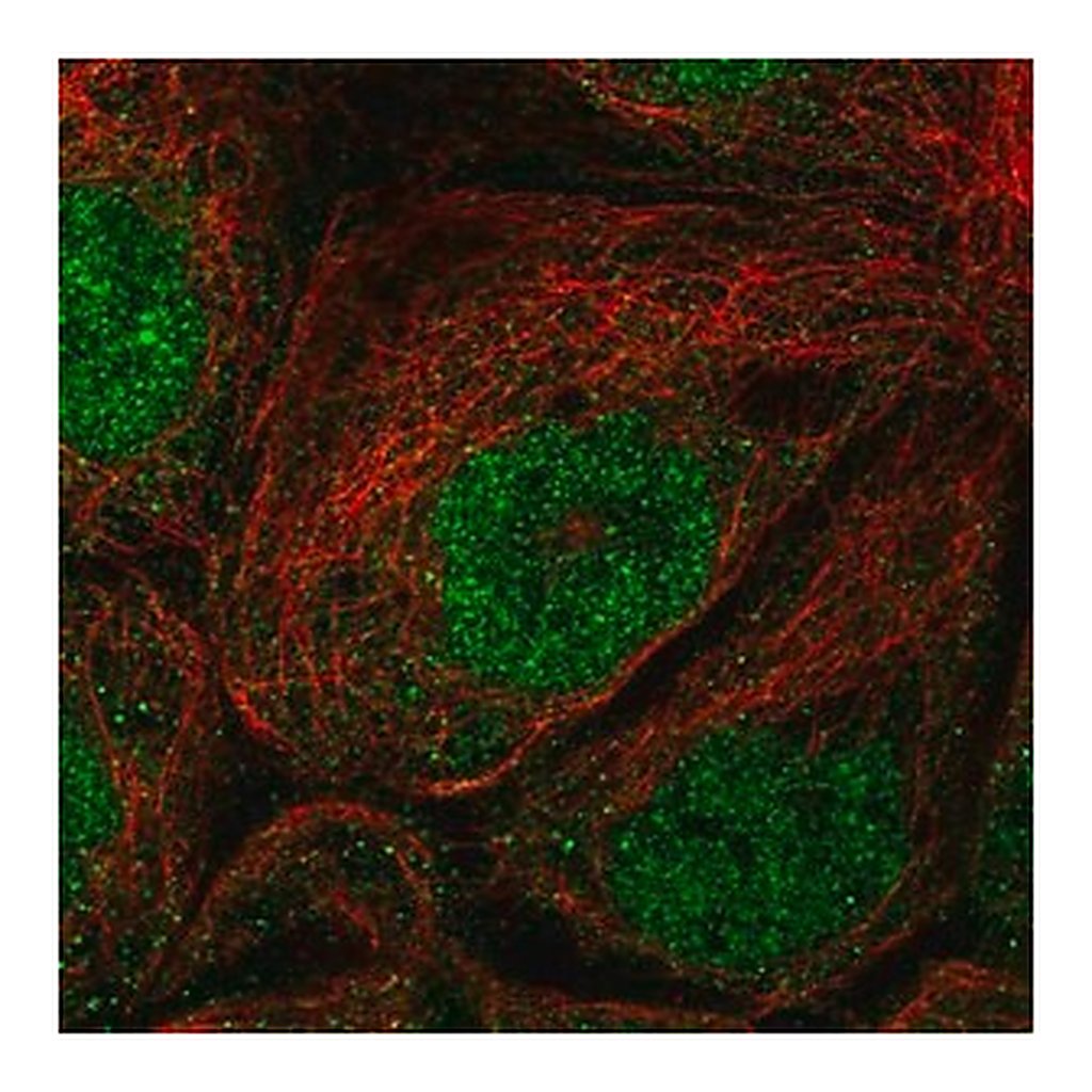 Merck Anti-EFCAB1 antibody produced in rabbit