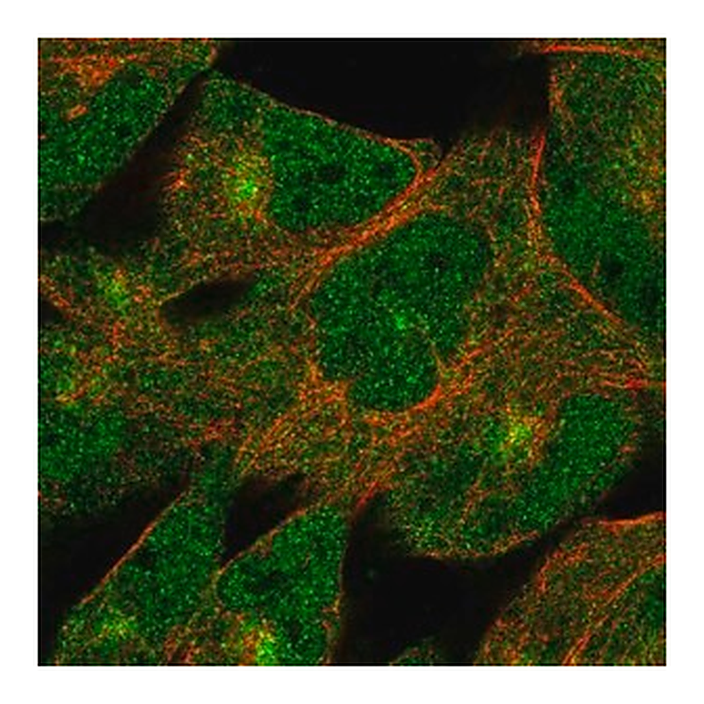 Merck Anti-DZIP1 antibody produced in rabbit
