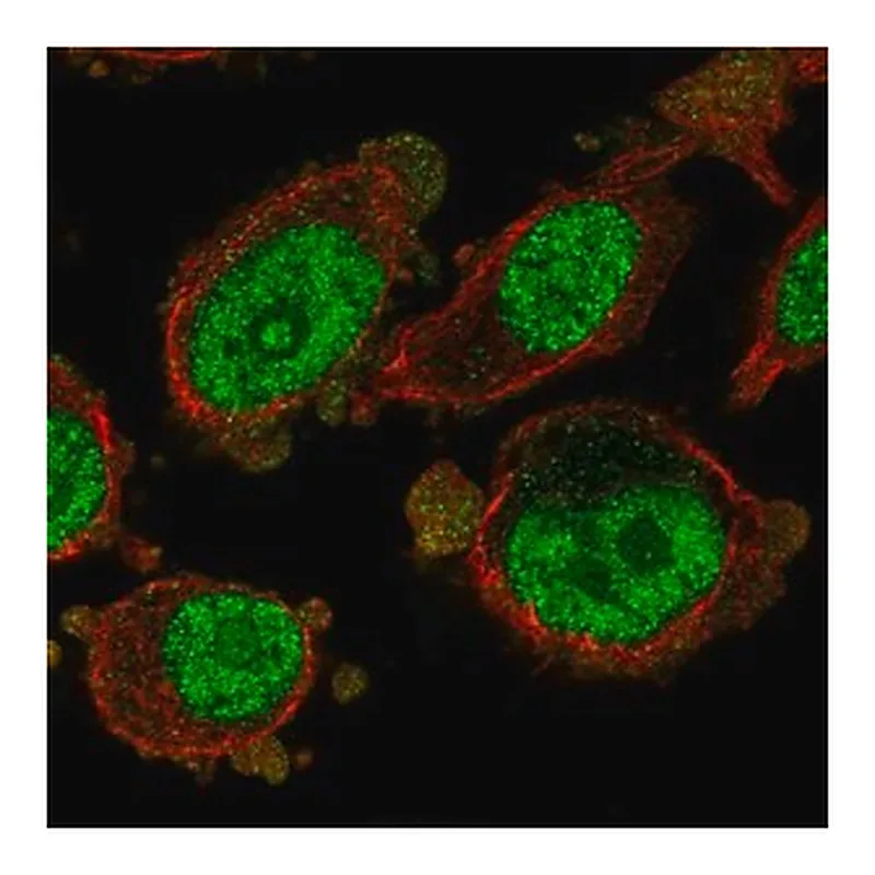 Merck Anti-MXD3 antibody produced in rabbit