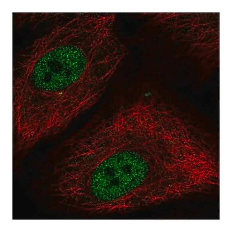 Merck Anti-NR1H2 antibody produced in rabbit