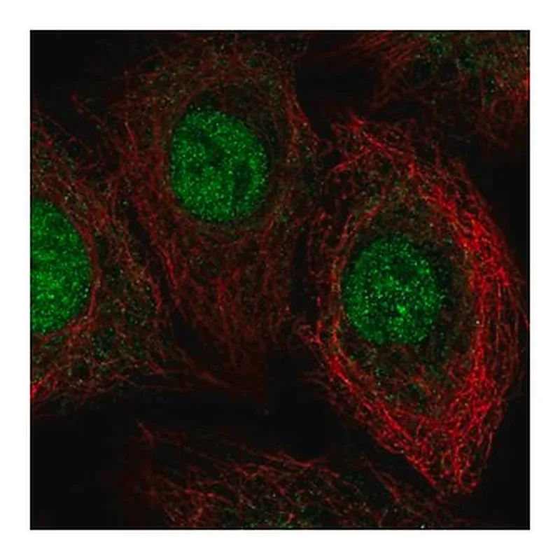 Merck Anti-THAP8 antibody produced in rabbit