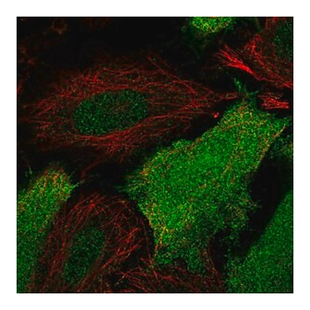 Merck Anti-NCOA1 antibody produced in rabbit