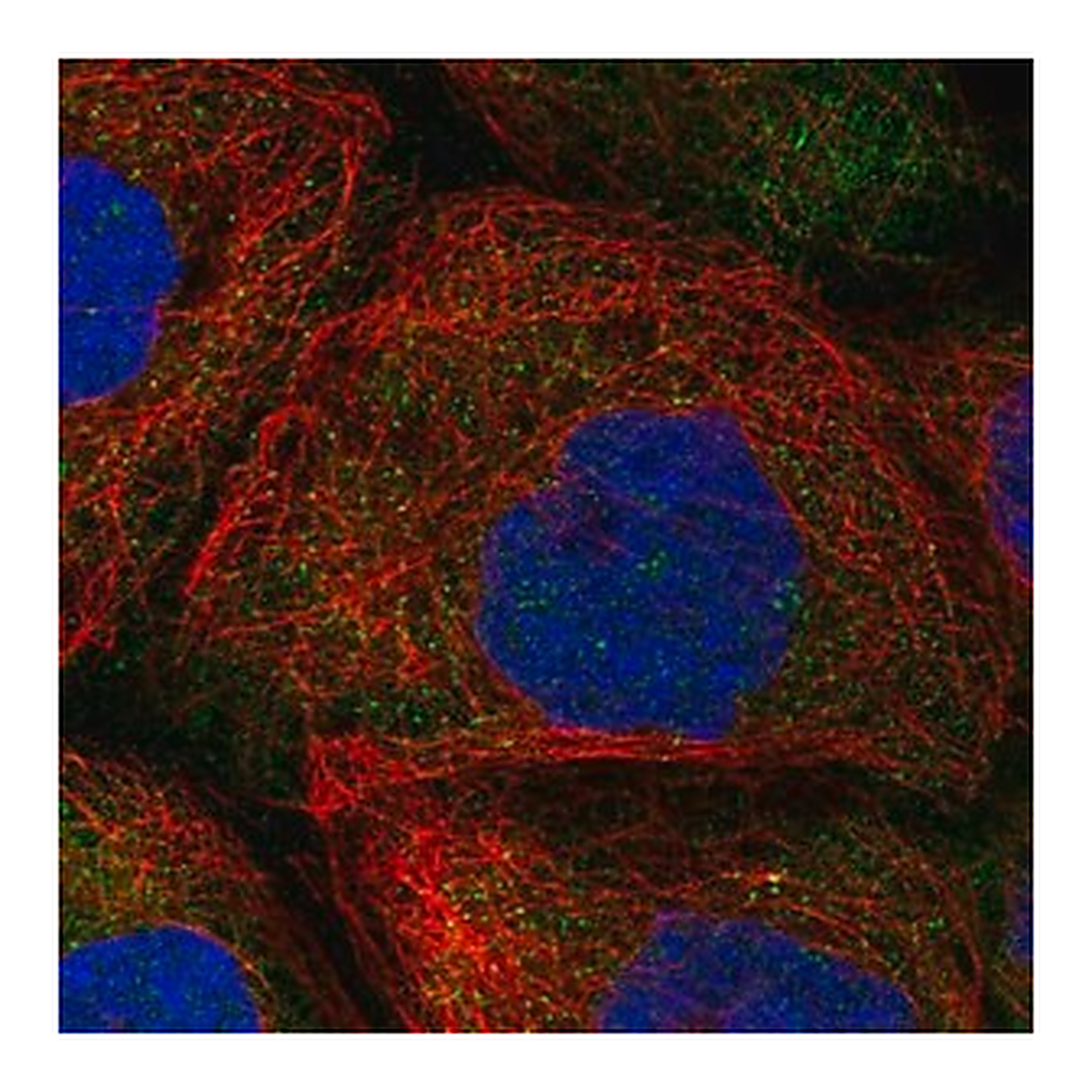 Merck Anti-HERC4 antibody produced in rabbit