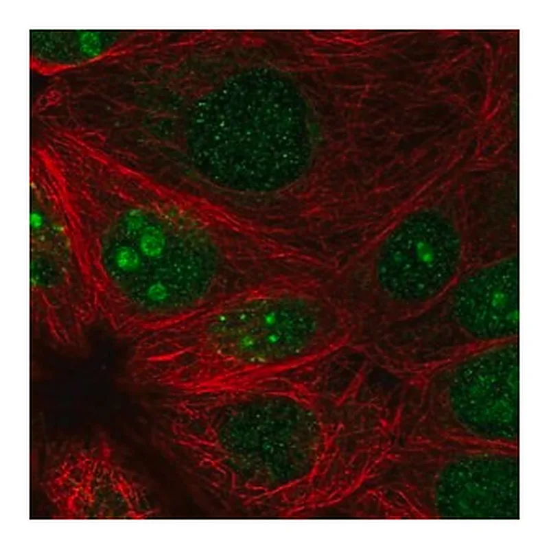Merck Anti-PRR19 antibody produced in rabbit