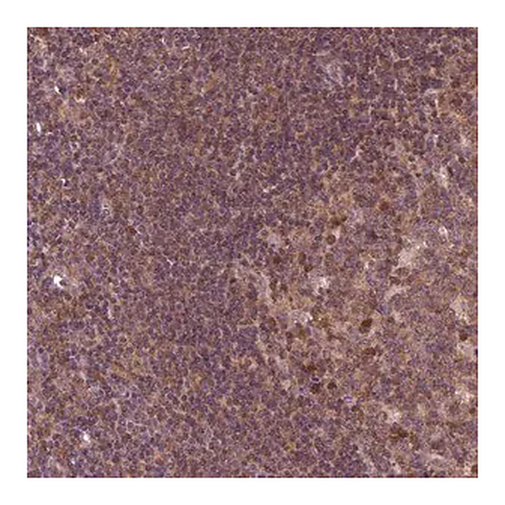Merck Anti-MDP1 antibody produced in rabbit