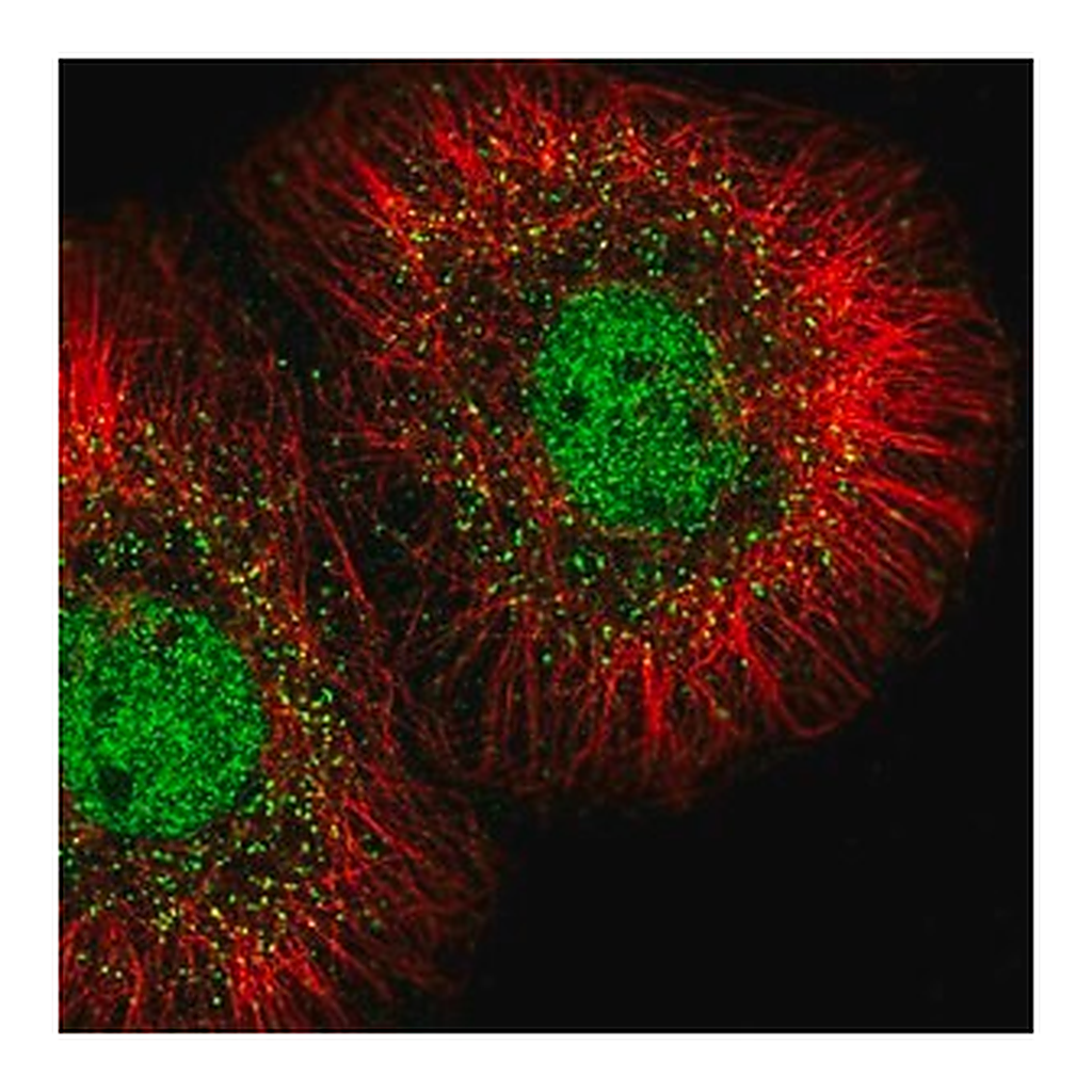 Merck Anti-MED23 antibody produced in rabbit