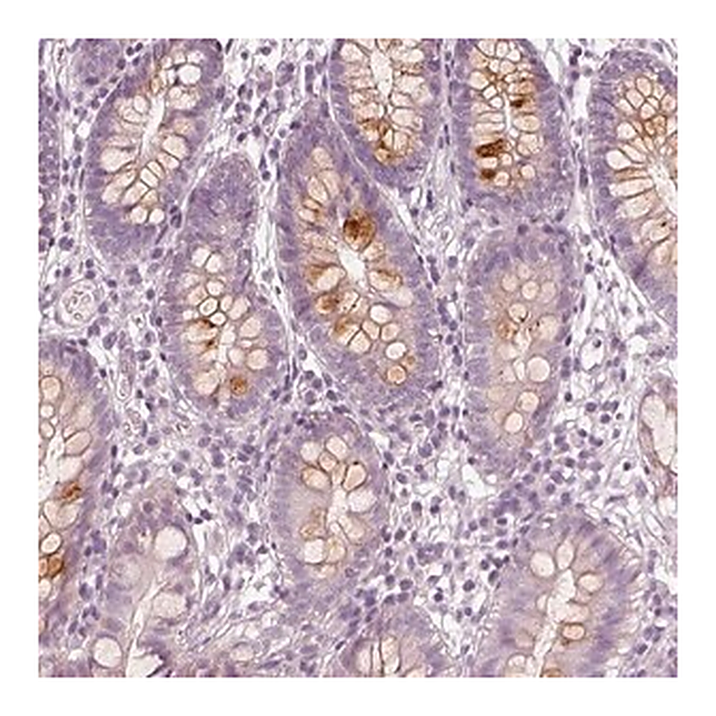 Merck Anti-R3HDML antibody produced in rabbit