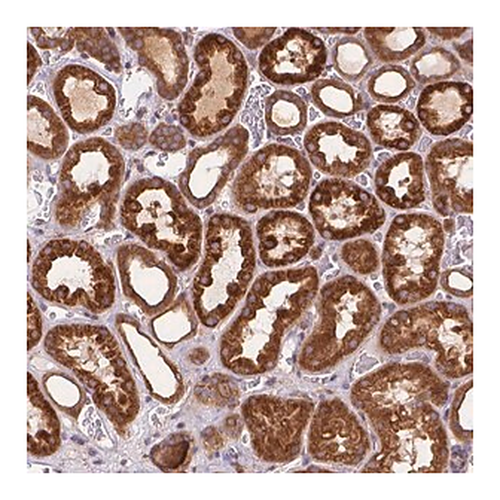 Merck Anti-ARAP1 antibody produced in rabbit