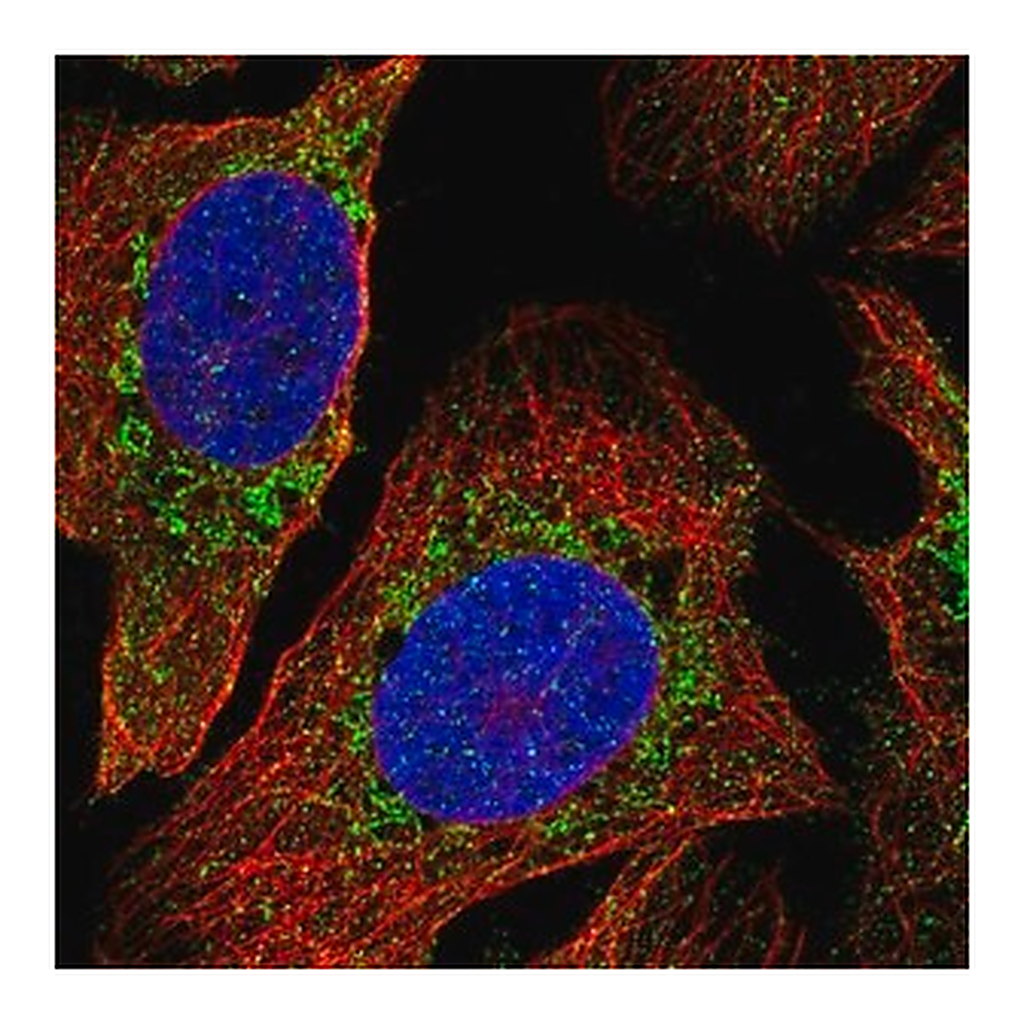 Merck Anti-PDPR antibody produced in rabbit