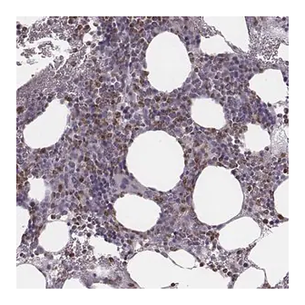Merck Anti-KITLG antibody produced in rabbit