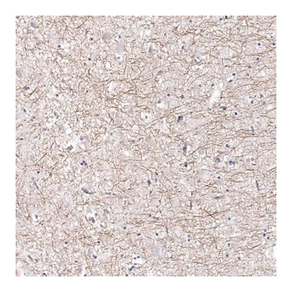 Merck Anti-PABPC1L2A antibody produced in rabbit