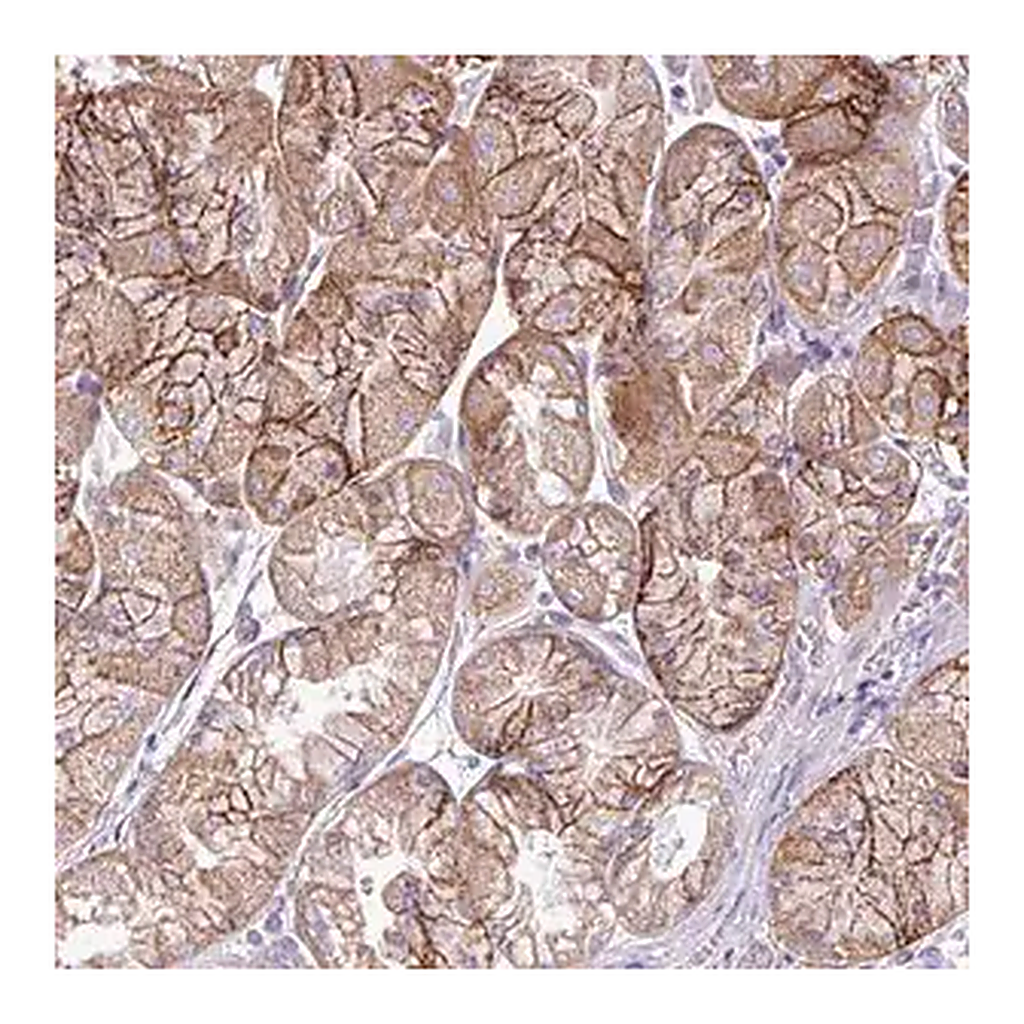 Merck Anti-AGAP4 antibody produced in rabbit