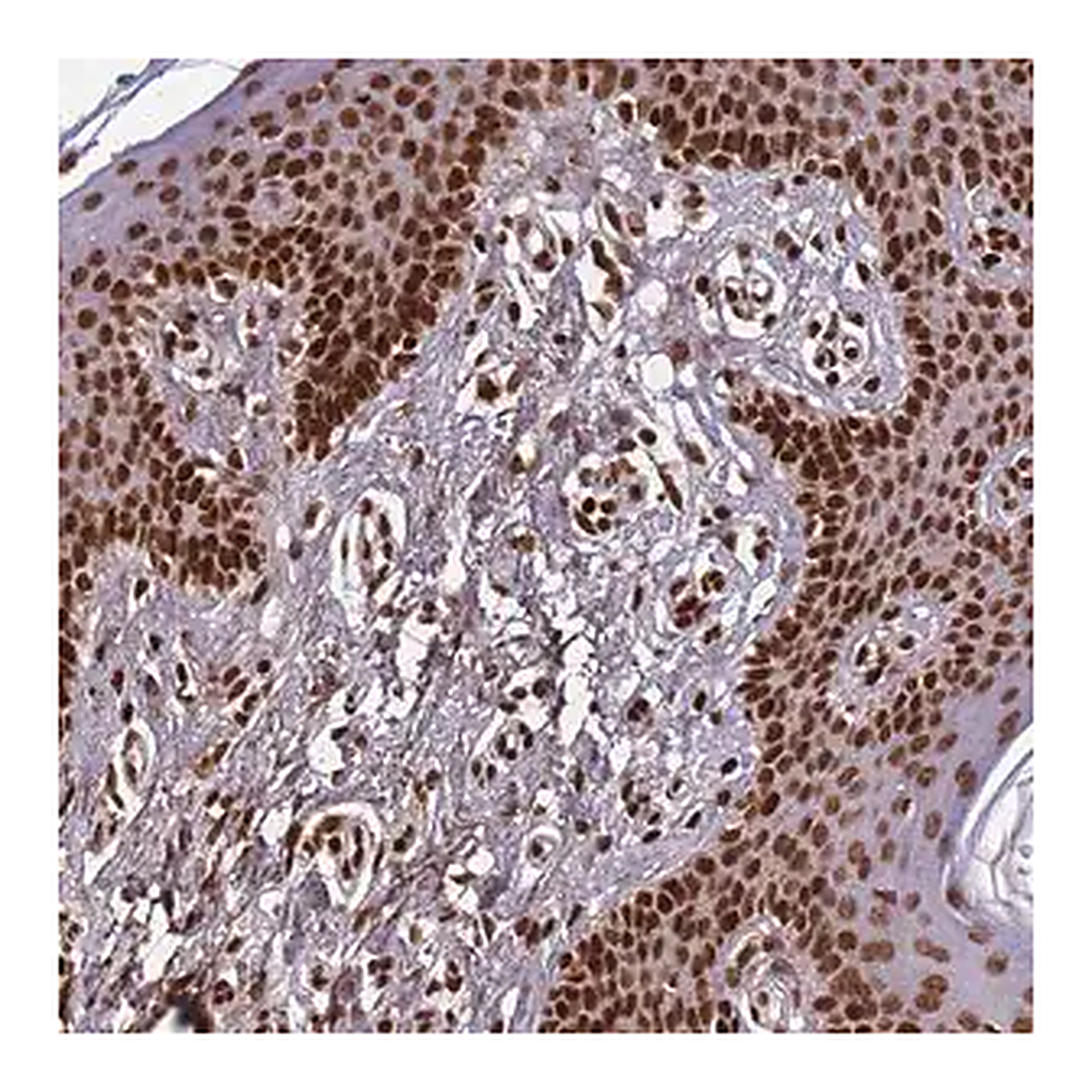 Merck Anti-H3F3A antibody produced in rabbit