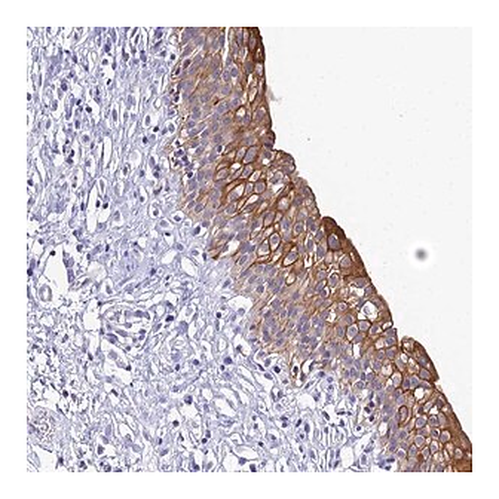 Merck Anti-ZXDB antibody produced in rabbit