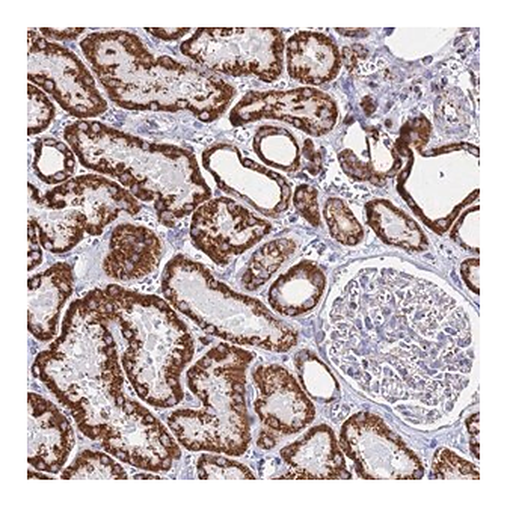 Merck Anti-GLUD1 antibody produced in rabbit