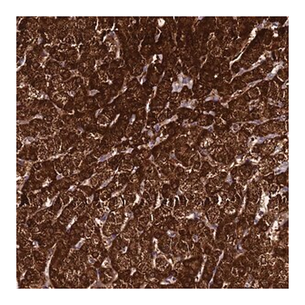Merck Anti-FAHD2A antibody produced in rabbit