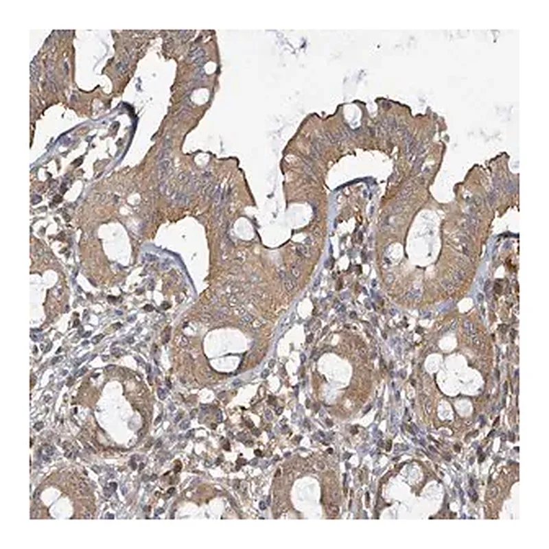 Merck Anti-BOLA2 antibody produced in rabbit
