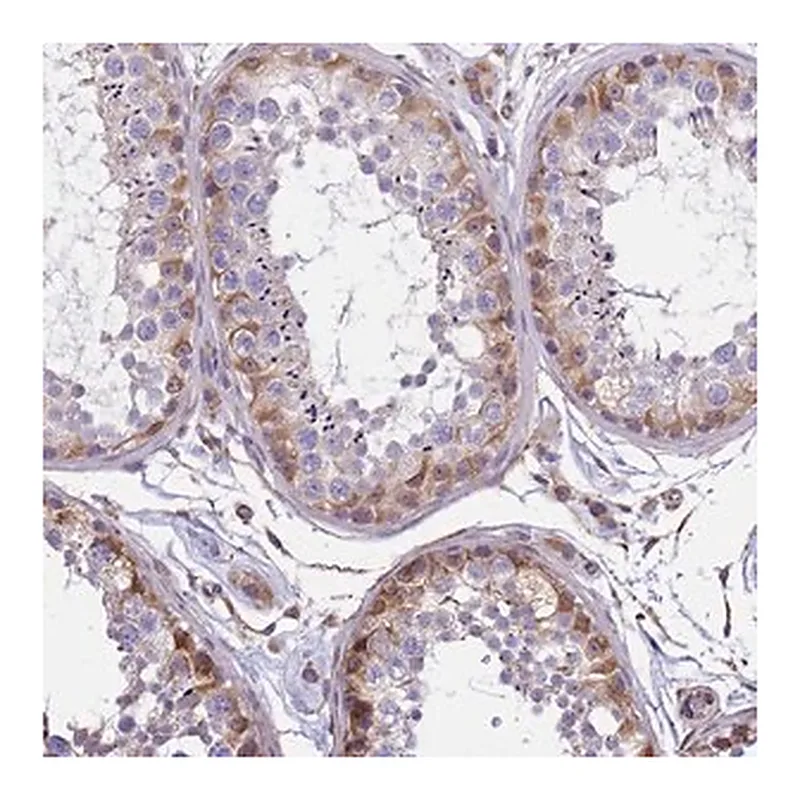 Merck Anti-TCEAL5 antibody produced in rabbit