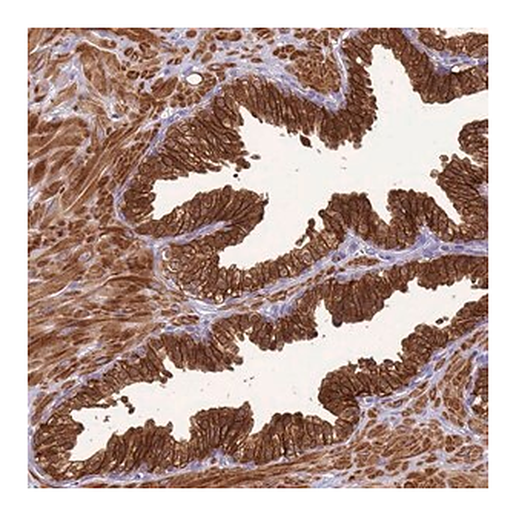 Merck Anti-KLHL9 antibody produced in rabbit