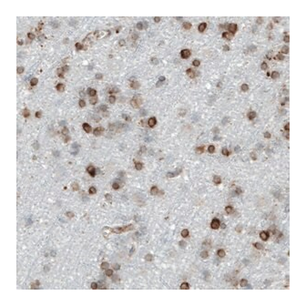 Merck Monoclonal Anti-MTDH antibody produced in mouse