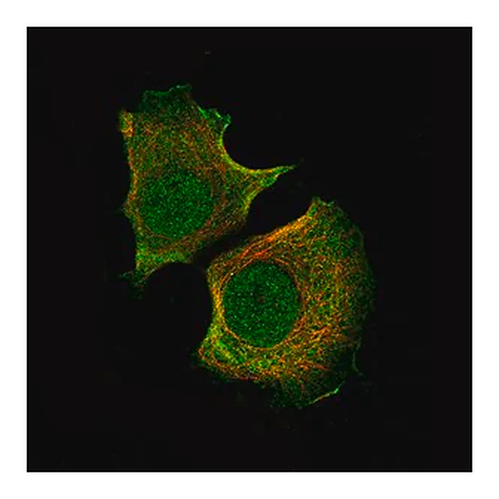 Merck Monoclonal Anti-AKT1 antibody produced in mouse