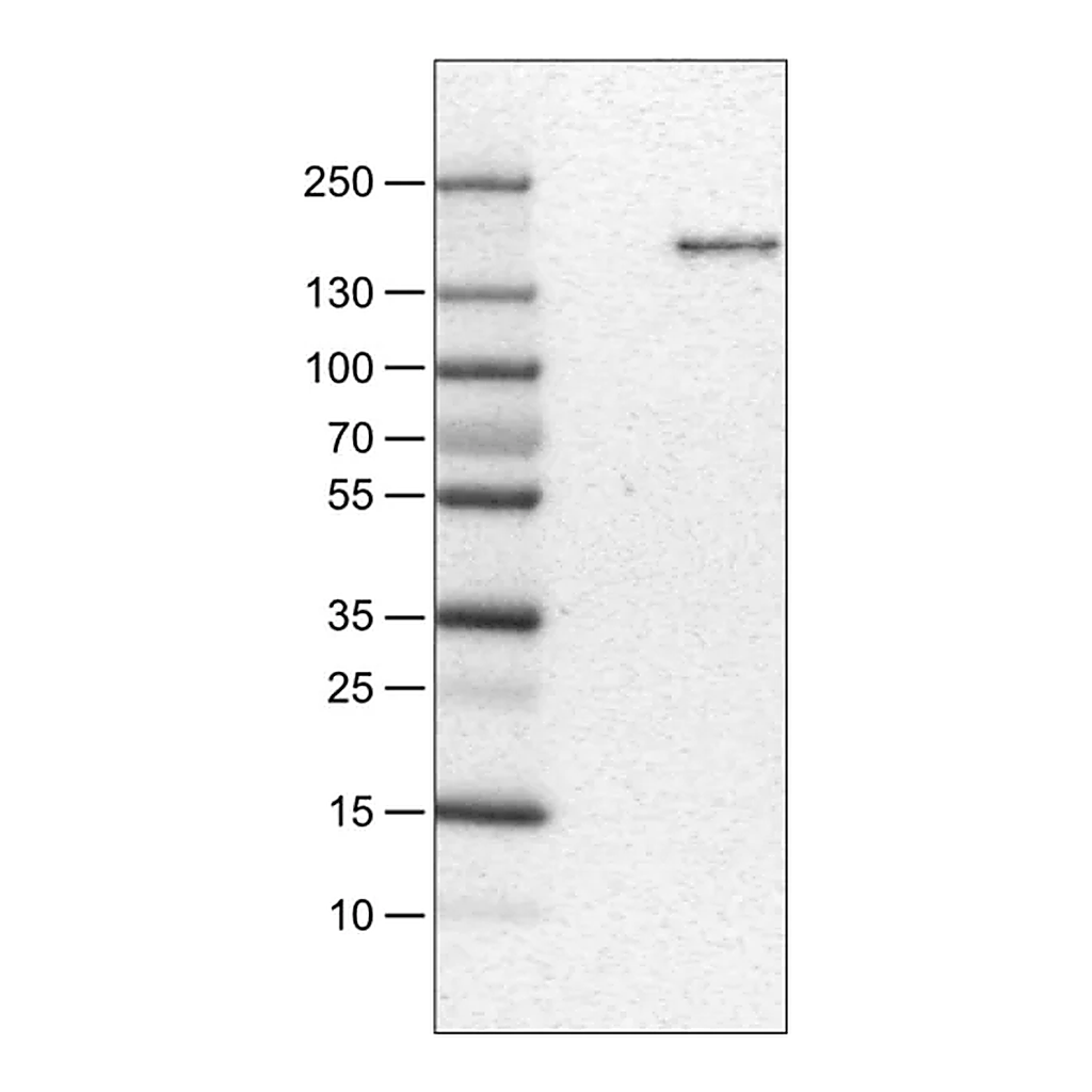 Merck Monoclonal Anti-MST1R antibody produced in mouse
