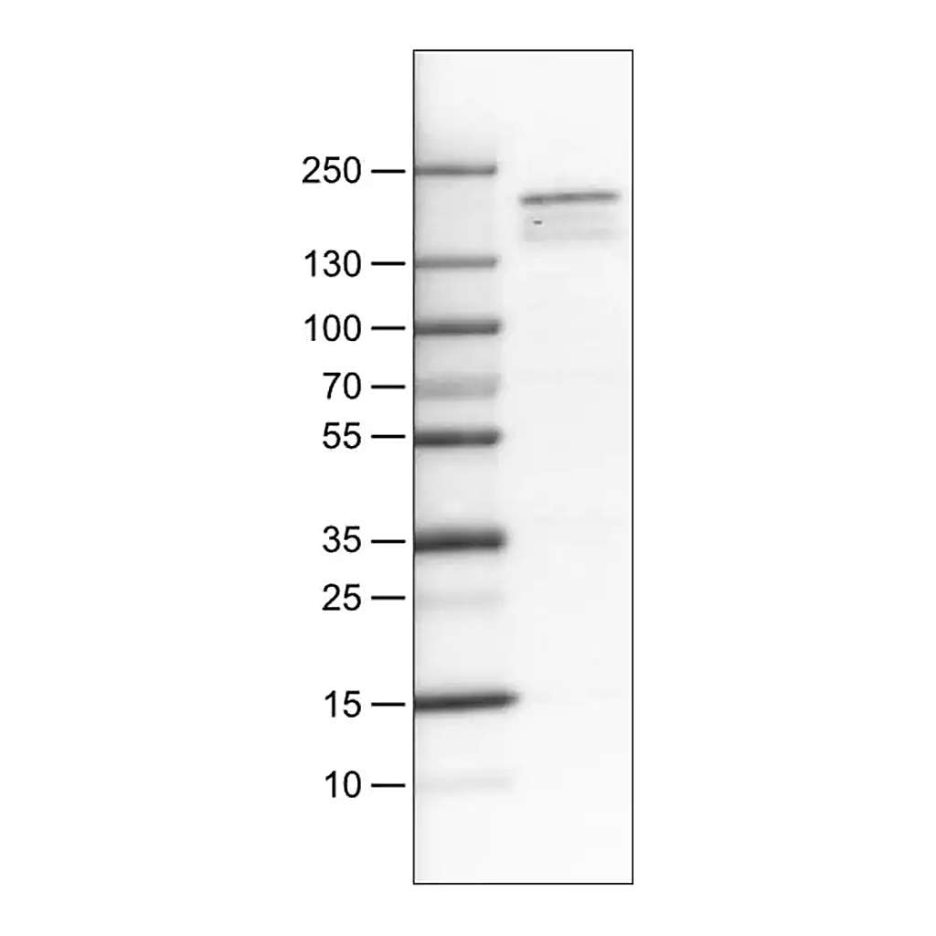 Merck Monoclonal Anti-KDM5B antibody produced in mouse