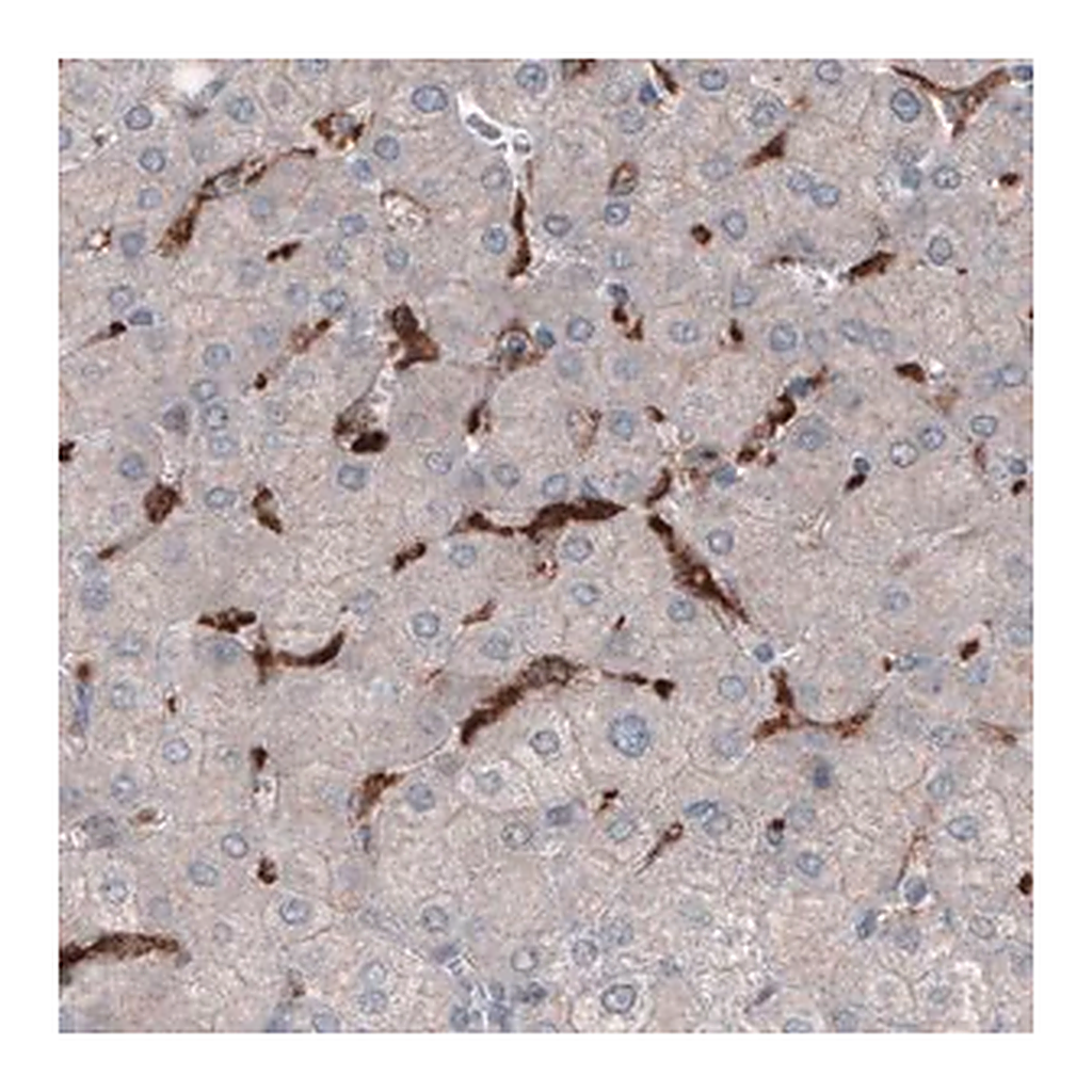 Merck Monoclonal Anti-FCGRT antibody produced in mouse