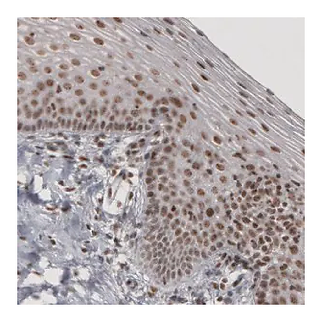 Merck Monoclonal Anti-DAXX antibody produced in mouse