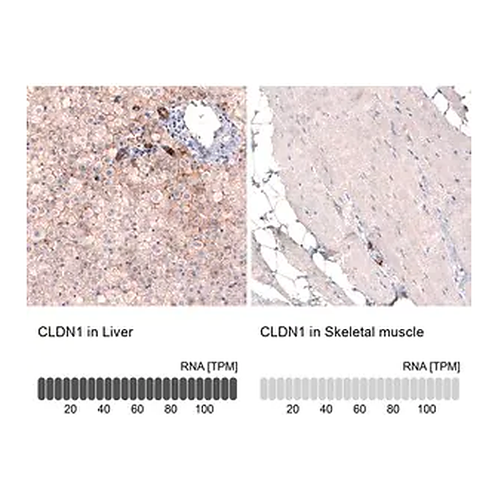 Merck Monoclonal Anti-CLDN1 antibody produced in mouse