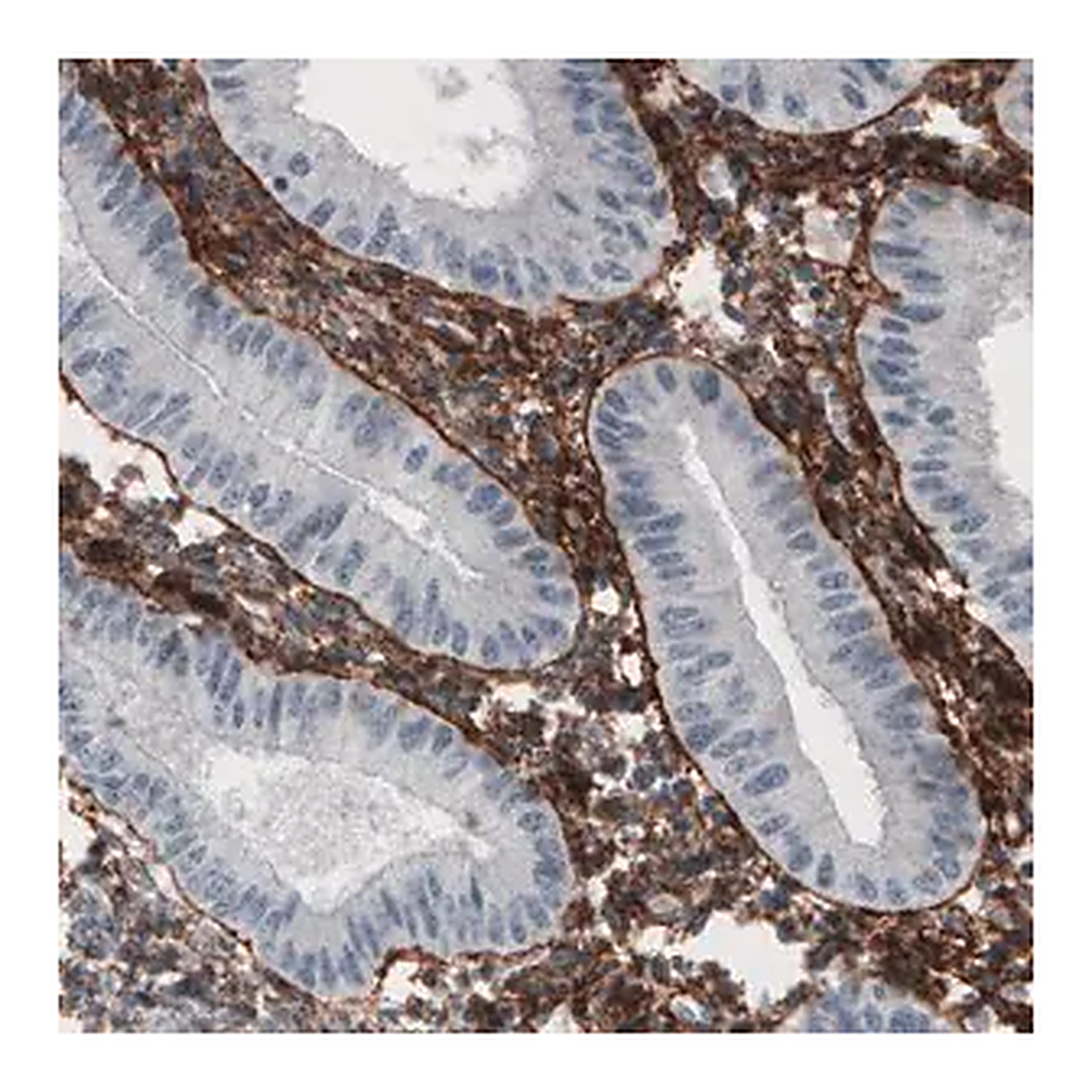 Merck Monoclonal Anti-FN1 antibody produced in mouse
