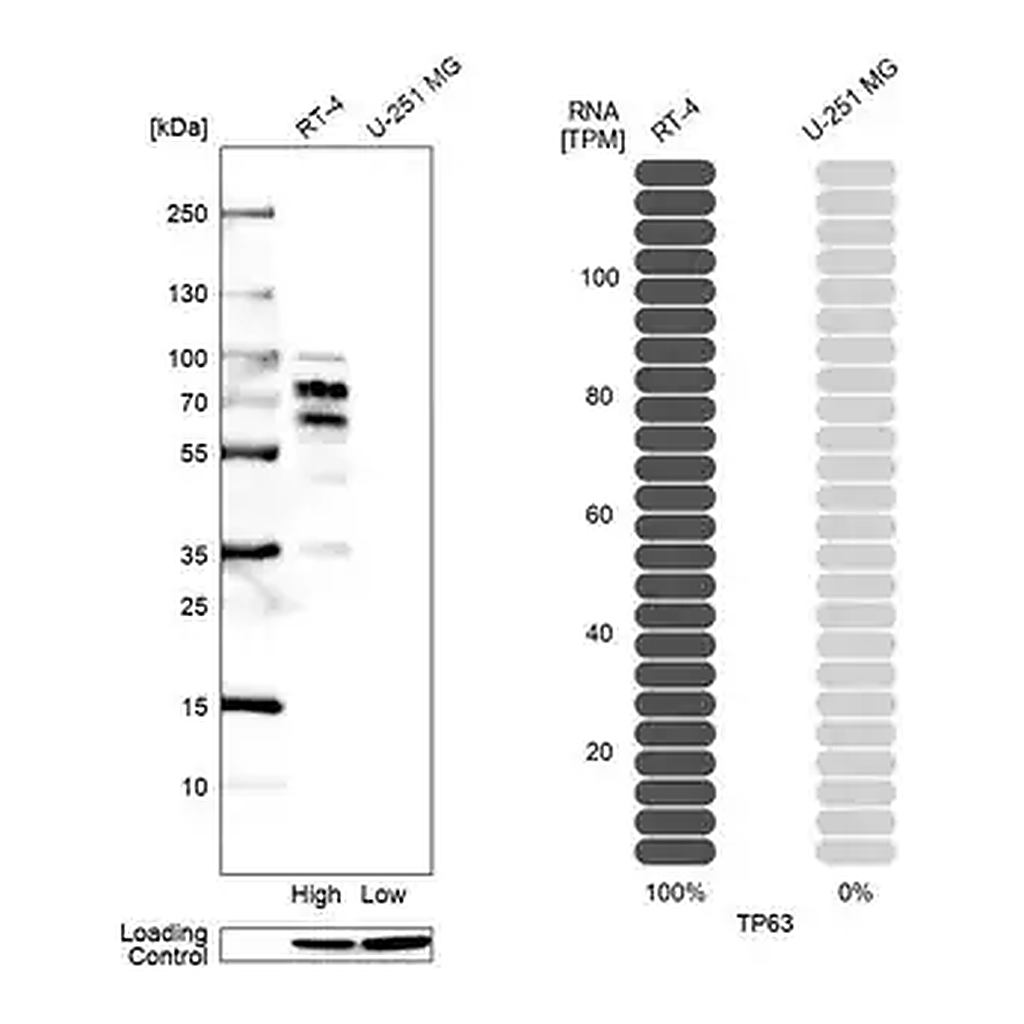 Merck Monoclonal Anti-TP63 antibody produced in mouse