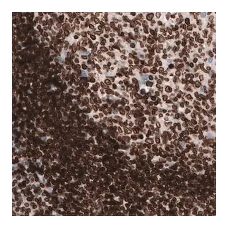 Merck Monoclonal Anti-LMNB1 antibody produced in mouse