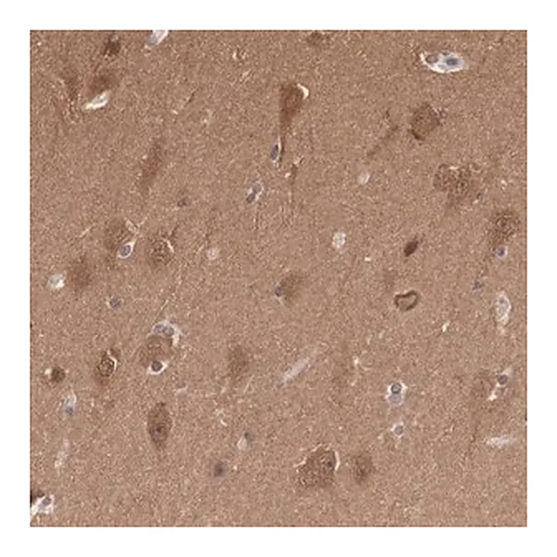 Merck Anti-PDXP antibody produced in rabbit