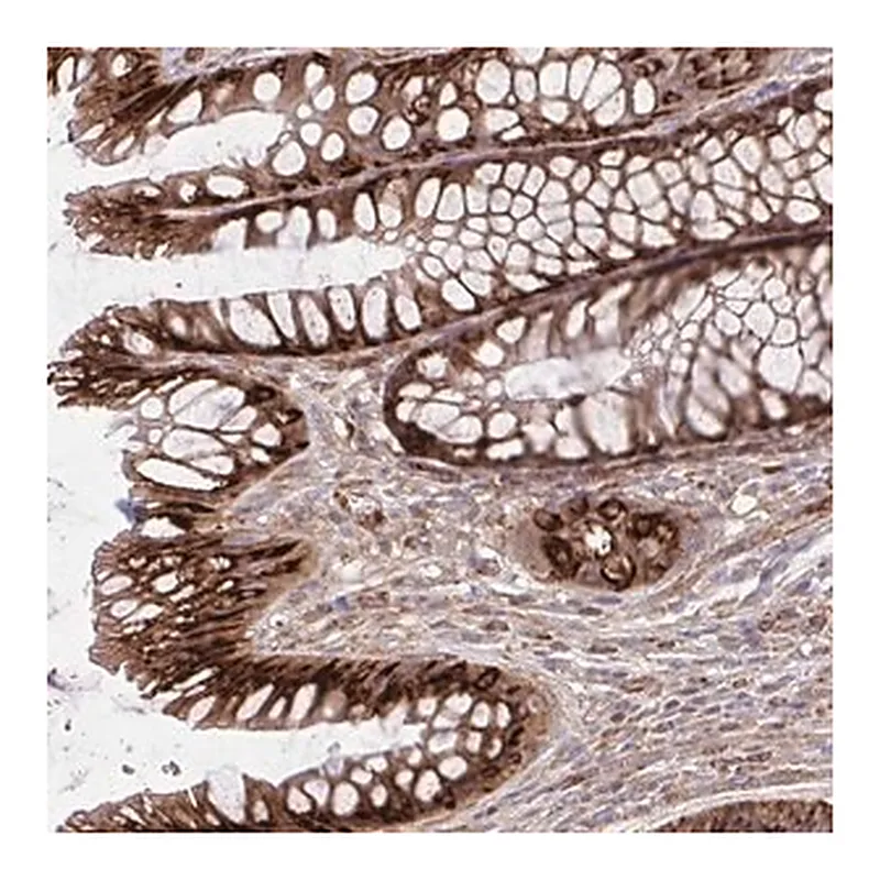 Merck Anti-ASAP1 antibody produced in rabbit