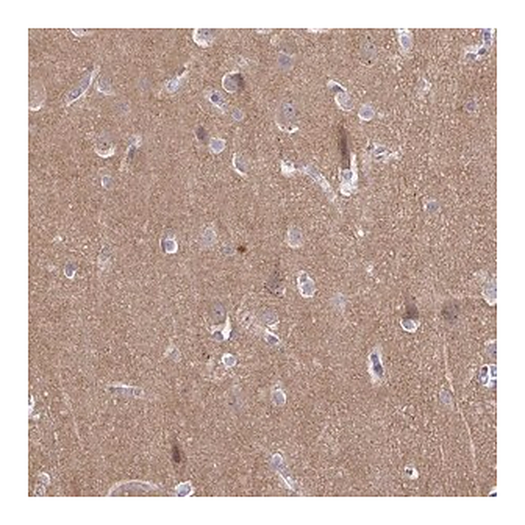 Merck Anti-CDH18 antibody produced in rabbit