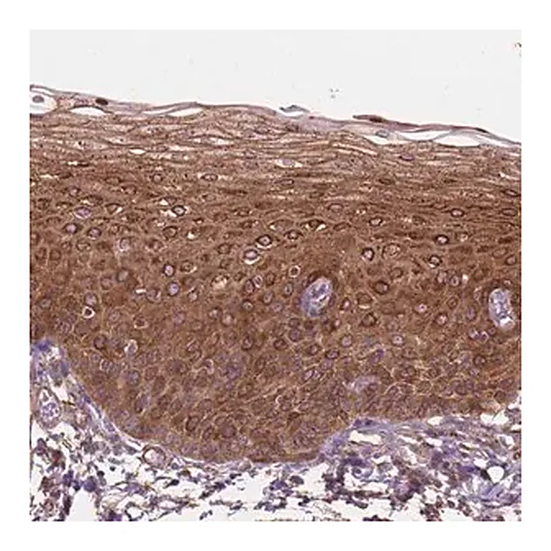 Merck Anti-TCAF1 antibody produced in rabbit