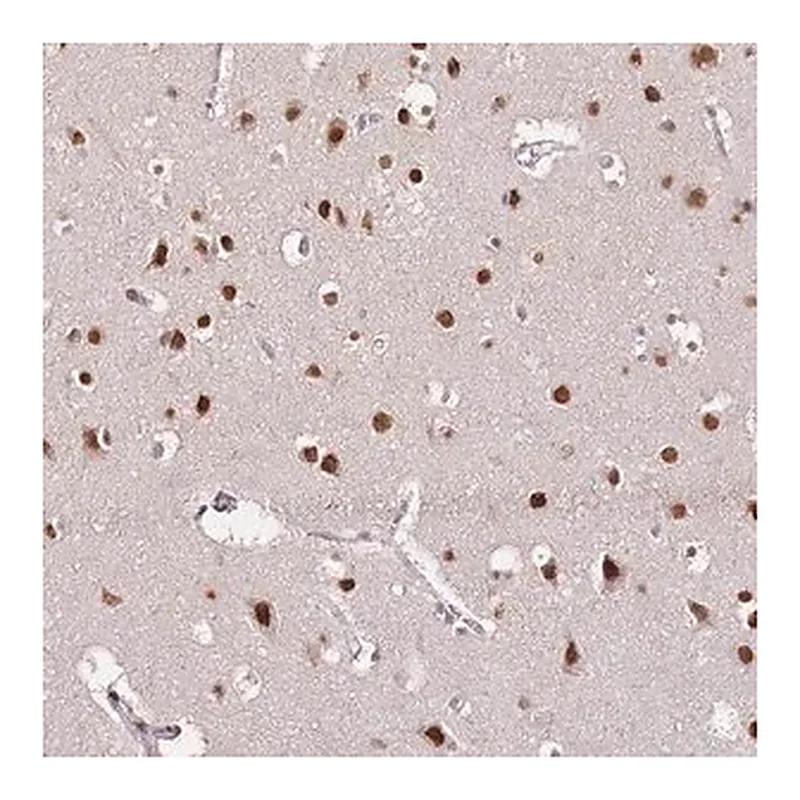 Merck Anti-RFK antibody produced in rabbit