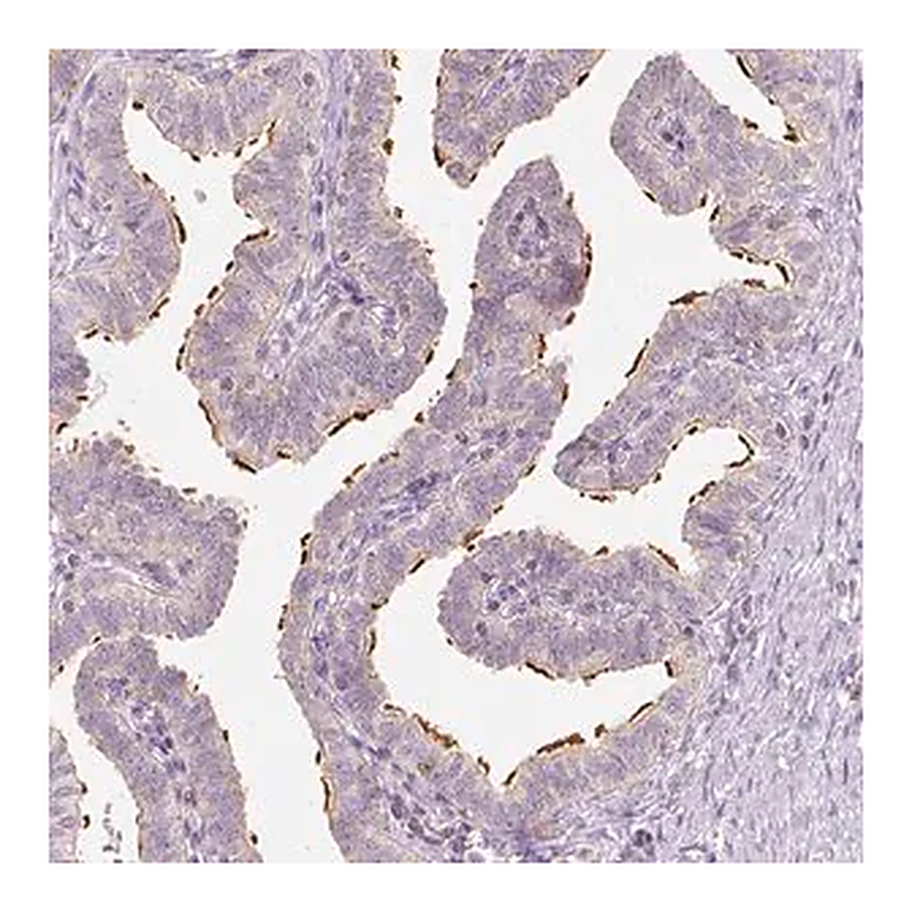 Merck Anti-LCA5 antibody produced in rabbit