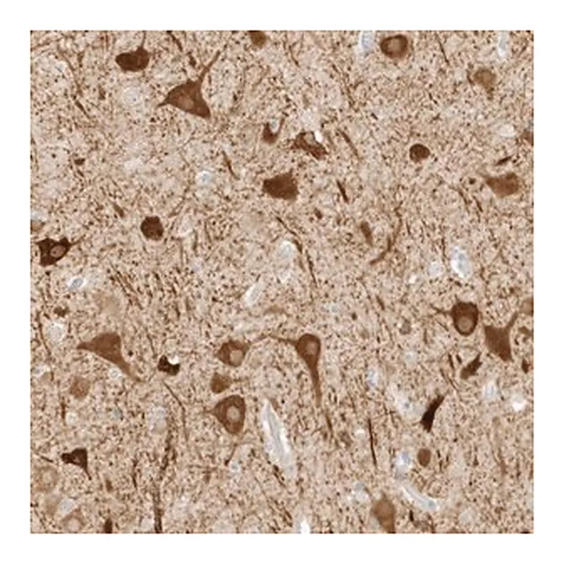 Merck Anti-ZBTB8A antibody produced in rabbit