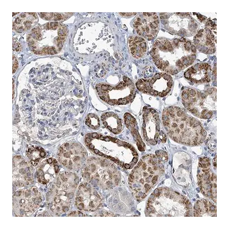 Merck Anti-OGT antibody produced in rabbit
