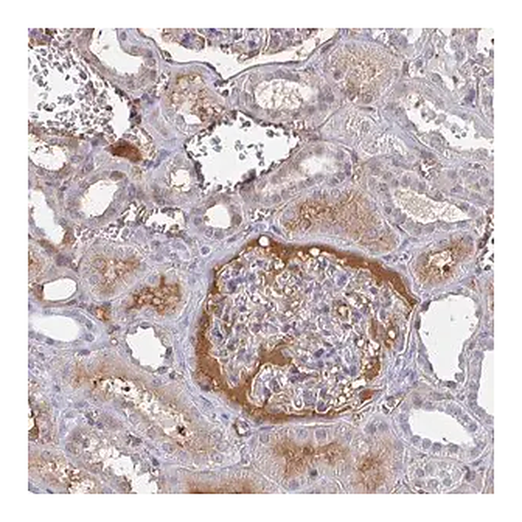 Merck Anti-DSCAML1 antibody produced in rabbit