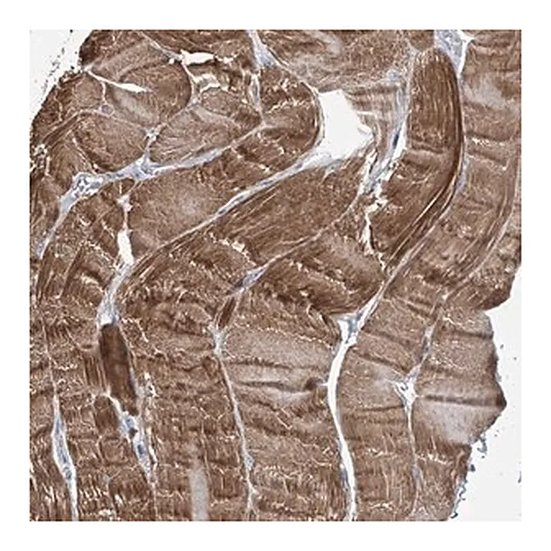 Merck Anti-TRIM60 antibody produced in rabbit